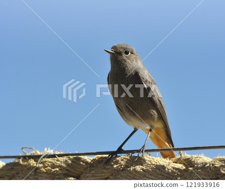 Black Redstart (Phoenicurus ochruros), Crete 121933916