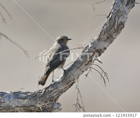 Black Redstart (Phoenicurus ochruros), Crete Black Redstart (Phoenicurus ochruros), Crete 121933917