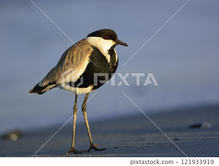 Spur-winged Lapwing or Spur-winged Plover -Vanellus spinosus, Crete Spur-winged Lapwing or Spur-winged Plover -Vanellus spinosus, Crete 121933919