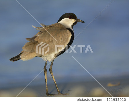 Spur-winged Lapwing or Spur-winged Plover -Vanellus spinosus, Crete  121933920