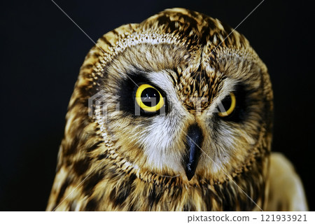 Short-eared Owl (Asio flammeus), Greece 121933921