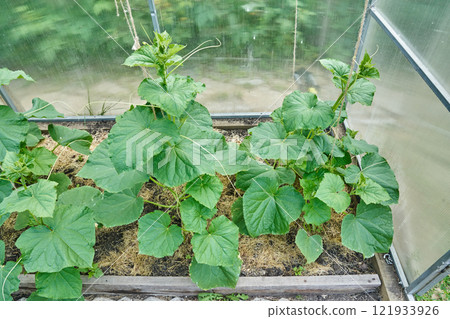 Greenhouse on a cucumber farm. Growing organic cucumbers in a greenhouse. With space to copy. High quality photo 121933926