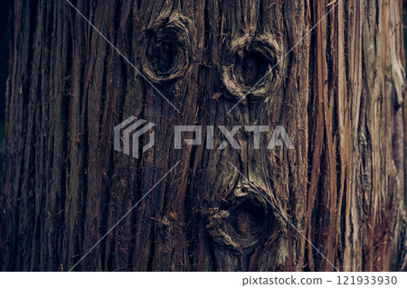 The bark of the Japanese cedar tree. Evergreen coniferous plants of the cypress family. With space to copy. High quality photo The bark of the Japanese cedar tree. Evergreen coniferous plants of the cypress family. With space to copy. High quality photo 121933930