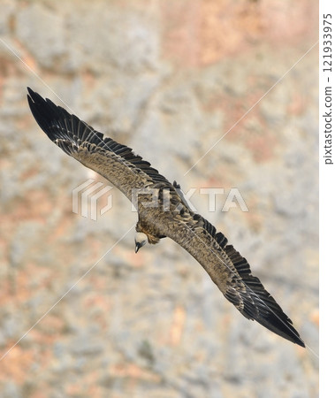 Griffon Vulture (Gyps fulvus), Crete 121933975