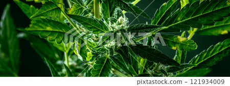 Cannabis plant with green leaves and white flowers panorama 121934009