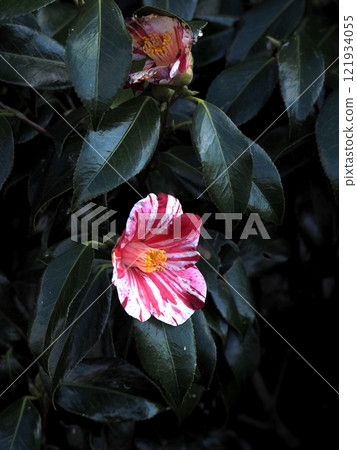 Blooming camellias on the opposite bank (Fukiage-shibori with red and white stripes) 121934055