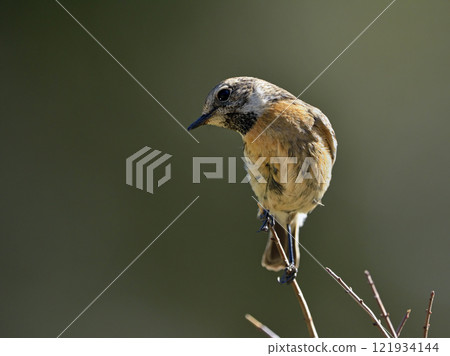 Common Stonechat - Saxicola rubicola, Crete Common Stonechat - Saxicola rubicola, Crete 121934144