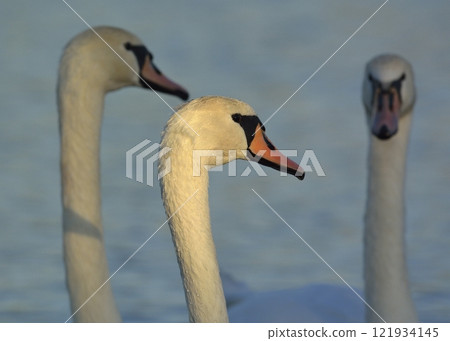 Mute Swan - Cygnus olor, Crete  121934145