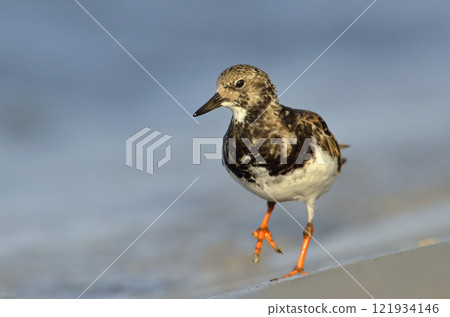 Ruddy Turnstone - Arenaria intepres, Crete 121934146