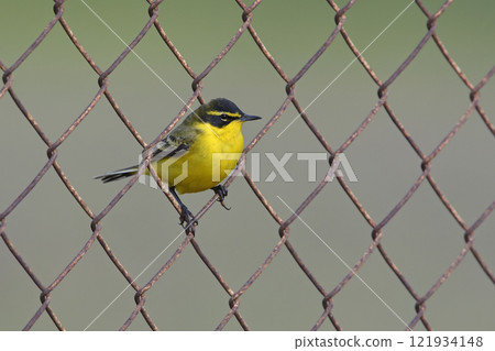 Yellow Wagtail - Motacilla flava, Greece Yellow Wagtail - Motacilla flava, Greece 121934148