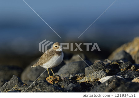 Greater Sand Plover (Charadrius leschenaultii), Greece 121934151