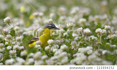 Yellow Wagtail - Motacilla flava, Greece Yellow Wagtail - Motacilla flava, Greece 121934152