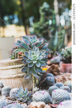 Beautiful cactus plant growing in the garden. 121934175