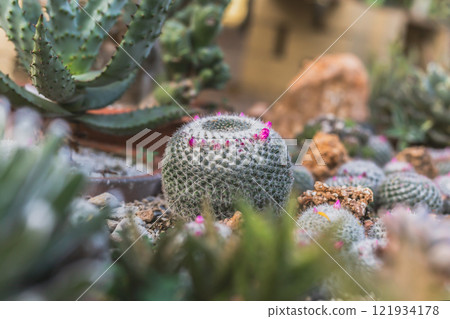 Soft focus mammillaria cactus blooming in garden. Soft focus mammillaria cactus blooming in garden. 121934178