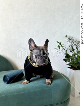 French Bulldog dressed in a black sweater sits on a green couch beside a plant, showcasing a trendy home decor vibe French Bulldog dressed in a black sweater sits on a green couch beside a plant, showcasing a trendy home decor vibe 121934257