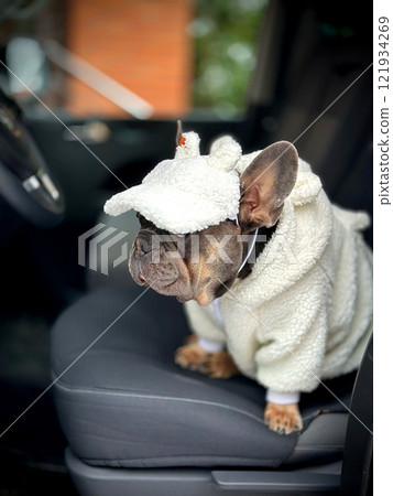 A French bulldog is dressed in a fluffy unicorn costume while sitting comfortably in the front seat of a parked car A French bulldog is dressed in a fluffy unicorn costume while sitting comfortably in the front seat of a parked car 121934269