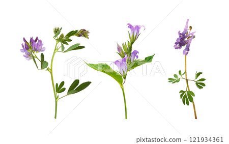 Set of purple meadow flowers (Corydalis solida, campanula; lucerne) isolated 121934361