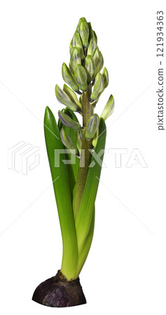 Buds of hyacinth flowers and leaves isolated o 121934363