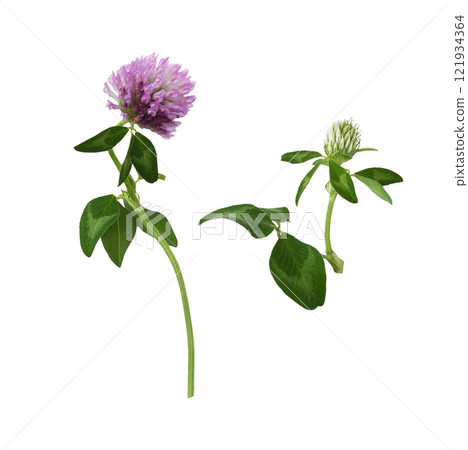 Set of pink clover flower and bud isolated 121934364
