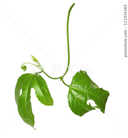 Small twig of passiflora with green leaves isolated on white 121934365