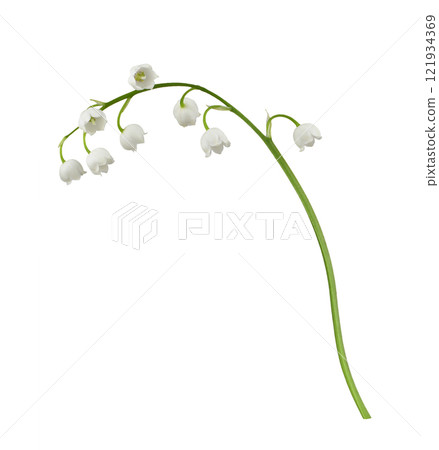 Closeup of Lily of the valley flowers isolated 121934369