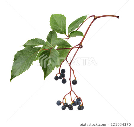 Small blue berries and green leaves of wild grape (Parthenocissus) isolated Small blue berries and green leaves of wild grape (Parthenocissus) isolated 121934370