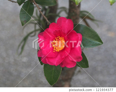 A single red camellia flower (camellia in the shade) 121934377
