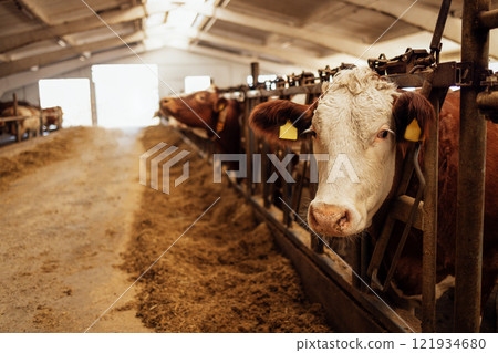 Close-up of a white and brown cow muzzle with identification tags in a closed cowshed. Pets are eating hay in the barn. Dairy cows on the farm. Cattle. Close-up of a white and brown cow muzzle with identification tags in a closed cowshed. Pets are eating hay in the barn. Dairy cows on the farm. Cattle. 121934680