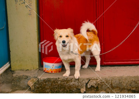 眼睛善良的狗 121934865