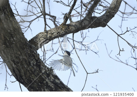 Hovering Tit 121935400