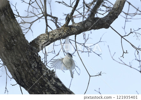 Hovering Tit 121935401