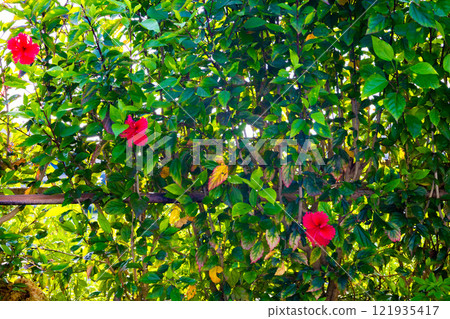 A tropical resort vacation: Red hibiscus flowers bathed in sunlight (Miyakojima City, Okinawa Prefecture) 121935417