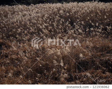 Reeds swaying in the wind in the winter sunshine (Kagami River bank and reed beds on the sandbar) 121936062