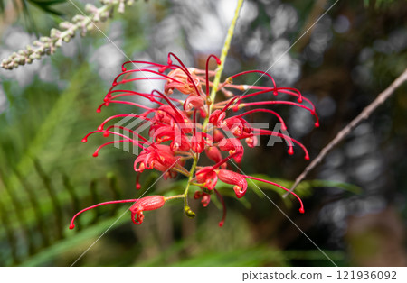 Detailed view of a Grevillea 'Robyn Gordon' flower, a stunning Proteaceae species from Queensland, Australia, basking in natural light Detailed view of a Grevillea 'Robyn Gordon' flower, a stunning Proteaceae species from Queensland, Australia, basking in natural light 121936092