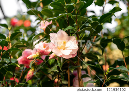 Closeup of a pink camellia flower with vivid yellow stamens, nestled among glossy green leaves, perfect for garden enthusiasts Closeup of a pink camellia flower with vivid yellow stamens, nestled among glossy green leaves, perfect for garden enthusiasts 121936102