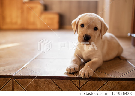 Close-up of a cute puppy on the floor of the house. A cute golden retriever dog in the room 121936428