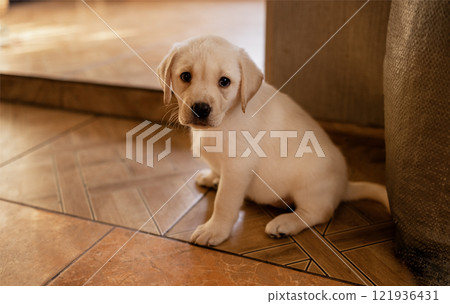 Close-up of a cute puppy on the floor of the house. A cute golden Labrador dog in the room. Close-up of a cute puppy on the floor of the house. A cute golden Labrador dog in the room. 121936431