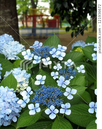 Blue hydrangea blooming in a park in early summer Blue hydrangea blooming in a park in early summer 121936672