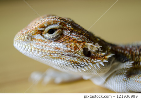 Close up of bearded dragon on wooden background 121936999