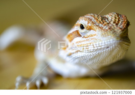 Close up of bearded dragon with customizable space for text. Lizard concept and copy space 121937000