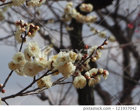 white plum blossom white plum blossom 121937042
