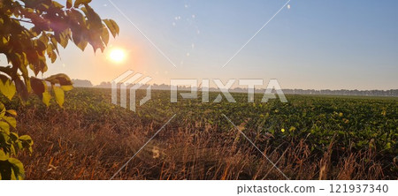 Rural landscape, nature photo, fields with wheat, background of ripening ears at sunrise, cloudy, sky background, horizon, rural meadows, country road, also, river, birch grove, Ukraine, Kharkov, prin Rural landscape, nature photo, fields with wheat, background of ripening ears at sunrise, cloudy, sky background, horizon, rural meadows, country road, also, river, birch grove, Ukraine, Kharkov, prin 121937340