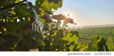 Rural landscape, nature photo, fields with wheat, background of ripening ears at sunrise, cloudy, sky background, horizon, rural meadows, country road, also, river, birch grove, Ukraine, Kharkov, prin 121937341