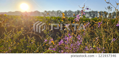 Rural landscape, nature photo, fields with wheat, background of ripening ears at sunrise, cloudy, sky background, horizon, rural meadows, country road, also, river, birch grove, Ukraine, Kharkov, prin 121937346