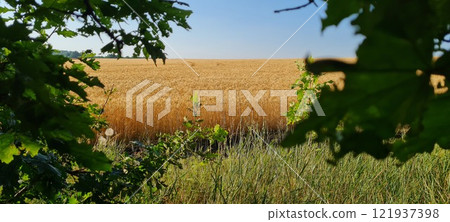 Rural landscape, nature photo, fields with wheat, background of ripening ears at sunrise, cloudy, sky background, horizon, rural meadows, country road, also, river, birch grove, Ukraine, Kharkov, prin Rural landscape, nature photo, fields with wheat, background of ripening ears at sunrise, cloudy, sky background, horizon, rural meadows, country road, also, river, birch grove, Ukraine, Kharkov, prin 121937398