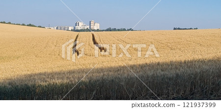 Rural landscape, nature photo, fields with wheat, background of ripening ears at sunrise, cloudy, sky background, horizon, rural meadows, country road, also, river, birch grove, Ukraine, Kharkov, prin 121937399