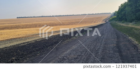 Rural landscape, nature photo, fields with wheat, background of ripening ears at sunrise, cloudy, sky background, horizon, rural meadows, country road, also, river, birch grove, Ukraine, Kharkov, prin Rural landscape, nature photo, fields with wheat, background of ripening ears at sunrise, cloudy, sky background, horizon, rural meadows, country road, also, river, birch grove, Ukraine, Kharkov, prin 121937401