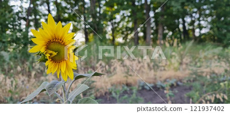 Rural landscape, nature photo, fields with wheat, background of ripening ears at sunrise, cloudy, sky background, horizon, rural meadows, country road, also, river, birch grove, Ukraine, Kharkov, prin Rural landscape, nature photo, fields with wheat, background of ripening ears at sunrise, cloudy, sky background, horizon, rural meadows, country road, also, river, birch grove, Ukraine, Kharkov, prin 121937402