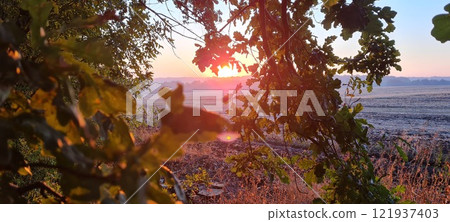 Rural landscape, nature photo, fields with wheat, background of ripening ears at sunrise, cloudy, sky background, horizon, rural meadows, country road, also, river, birch grove, Ukraine, Kharkov, prin Rural landscape, nature photo, fields with wheat, background of ripening ears at sunrise, cloudy, sky background, horizon, rural meadows, country road, also, river, birch grove, Ukraine, Kharkov, prin 121937403