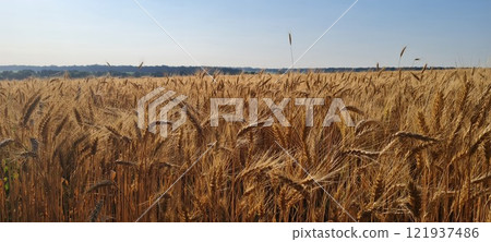 Rural landscape, nature photo, fields with wheat, background of ripening ears at sunrise, cloudy, sky background, horizon, rural meadows, country road, also, river, birch grove, Ukraine, Kharkov, prin Rural landscape, nature photo, fields with wheat, background of ripening ears at sunrise, cloudy, sky background, horizon, rural meadows, country road, also, river, birch grove, Ukraine, Kharkov, prin 121937486